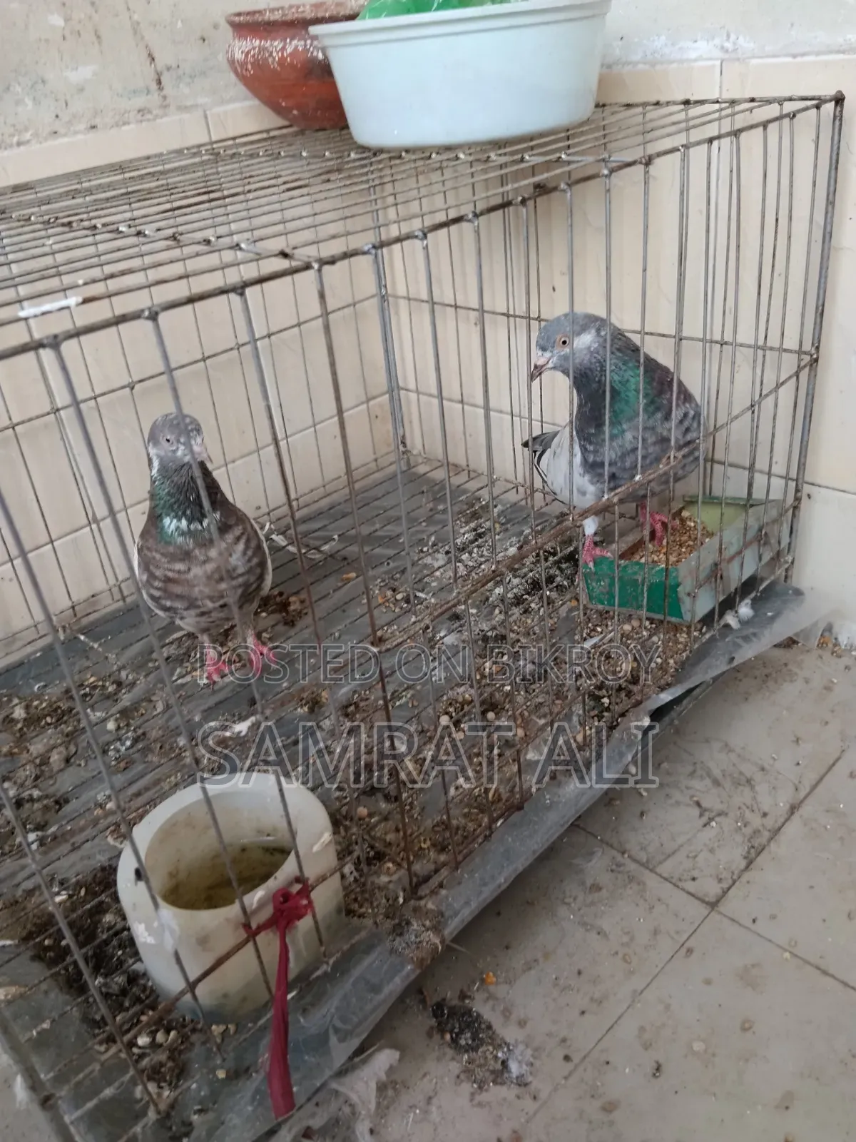 খাচাসহ কবুতর