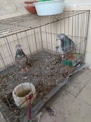 খাচাসহ কবুতর