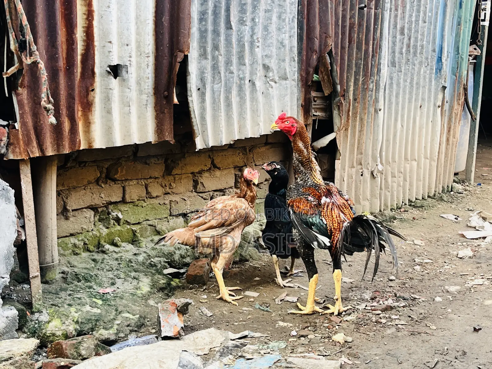 2 Ta Running Dim Para Aseel Murgi 1 Ta Big Size Er Morog Sell Hobe..