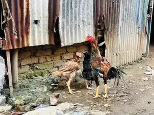 2 Ta Running Dim Para Aseel Murgi 1 Ta Big Size Er Morog Sell Hobe..