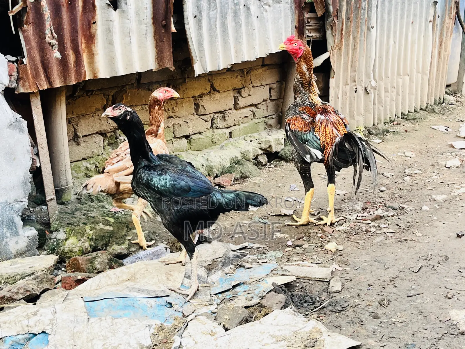 2 Ta Running Dim Para Aseel Murgi 1 Ta Big Size Er Morog Sell Hobe..