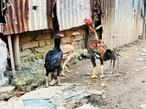 2 Ta Running Dim Para Aseel Murgi 1 Ta Big Size Er Morog Sell Hobe..