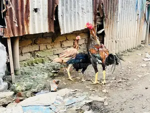 2 Ta Running Dim Para Aseel Murgi 1 Ta Big Size Er Morog Sell Hobe..