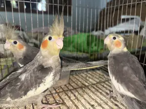 Cockatail Pakhi