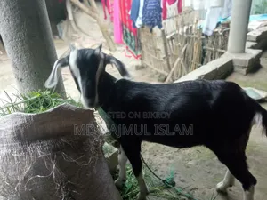 ১ টি মেয়ে বা মাত্রী দেশি ছাগল বিক্রি করা হবে