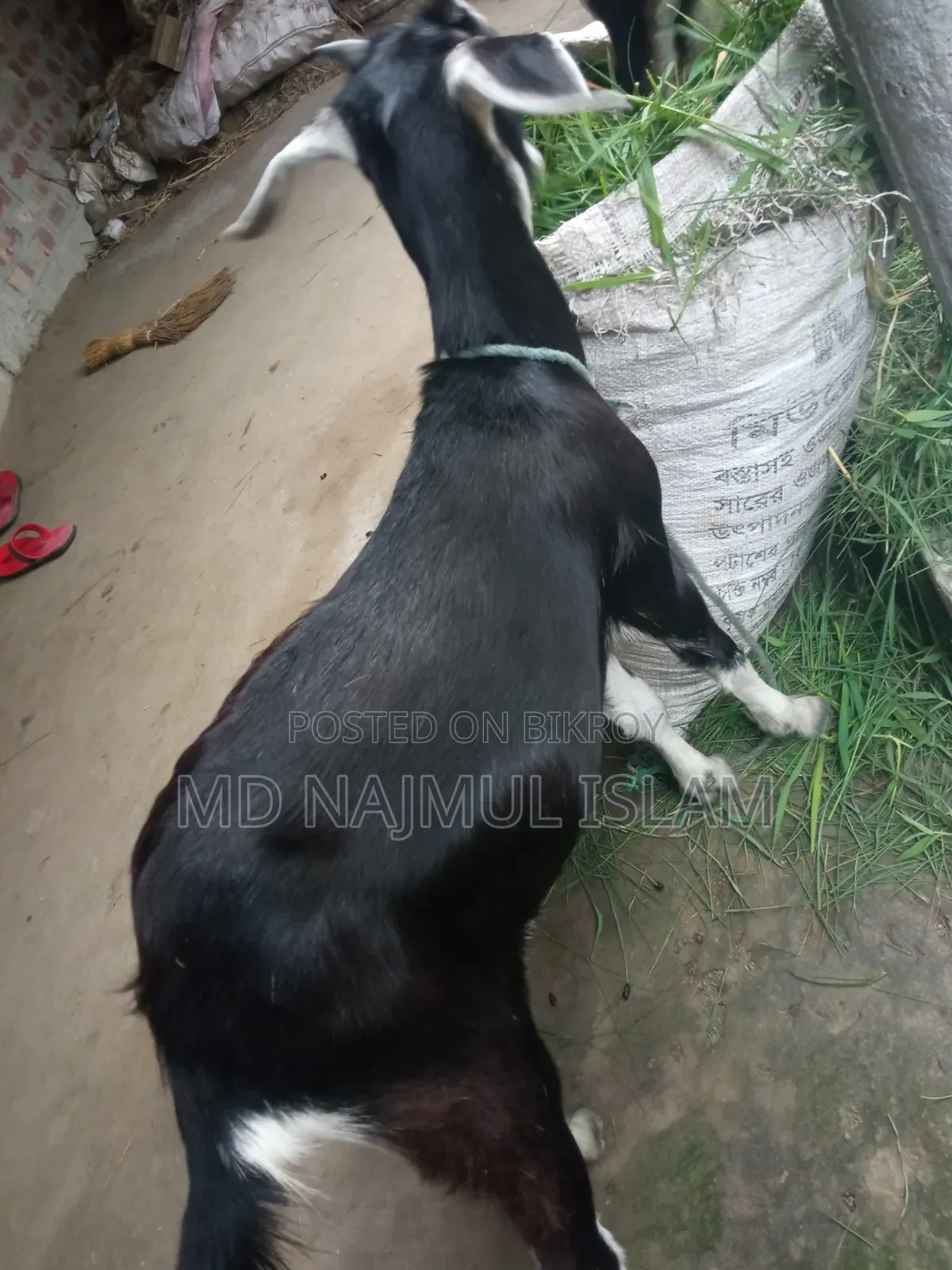 ১ টি মেয়ে বা মাত্রী দেশি ছাগল বিক্রি করা হবে