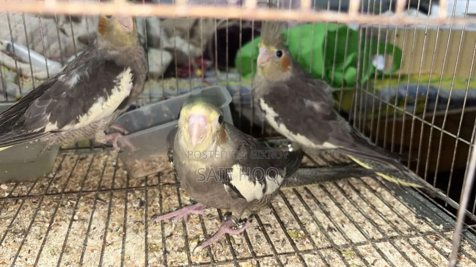Healthy Cockatiel Bird for Sale
