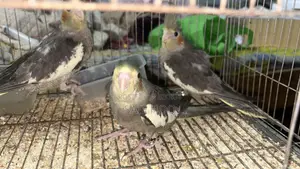 Healthy Cockatiel Bird for Sale