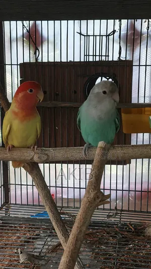 Adult Opaline Lovebird Pair (Free: 1Kg Seedmix)