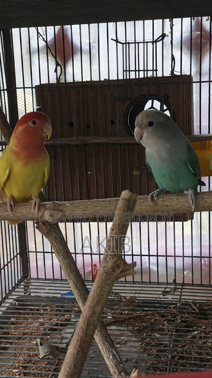 Adult Opaline Lovebird Pair (Free: 1Kg Seedmix)