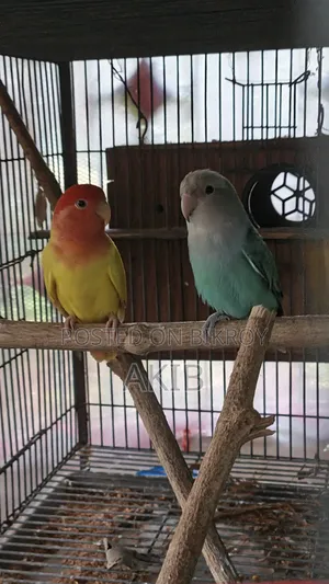 Adult Opaline Lovebird Pair (Free: 1Kg Seedmix)
