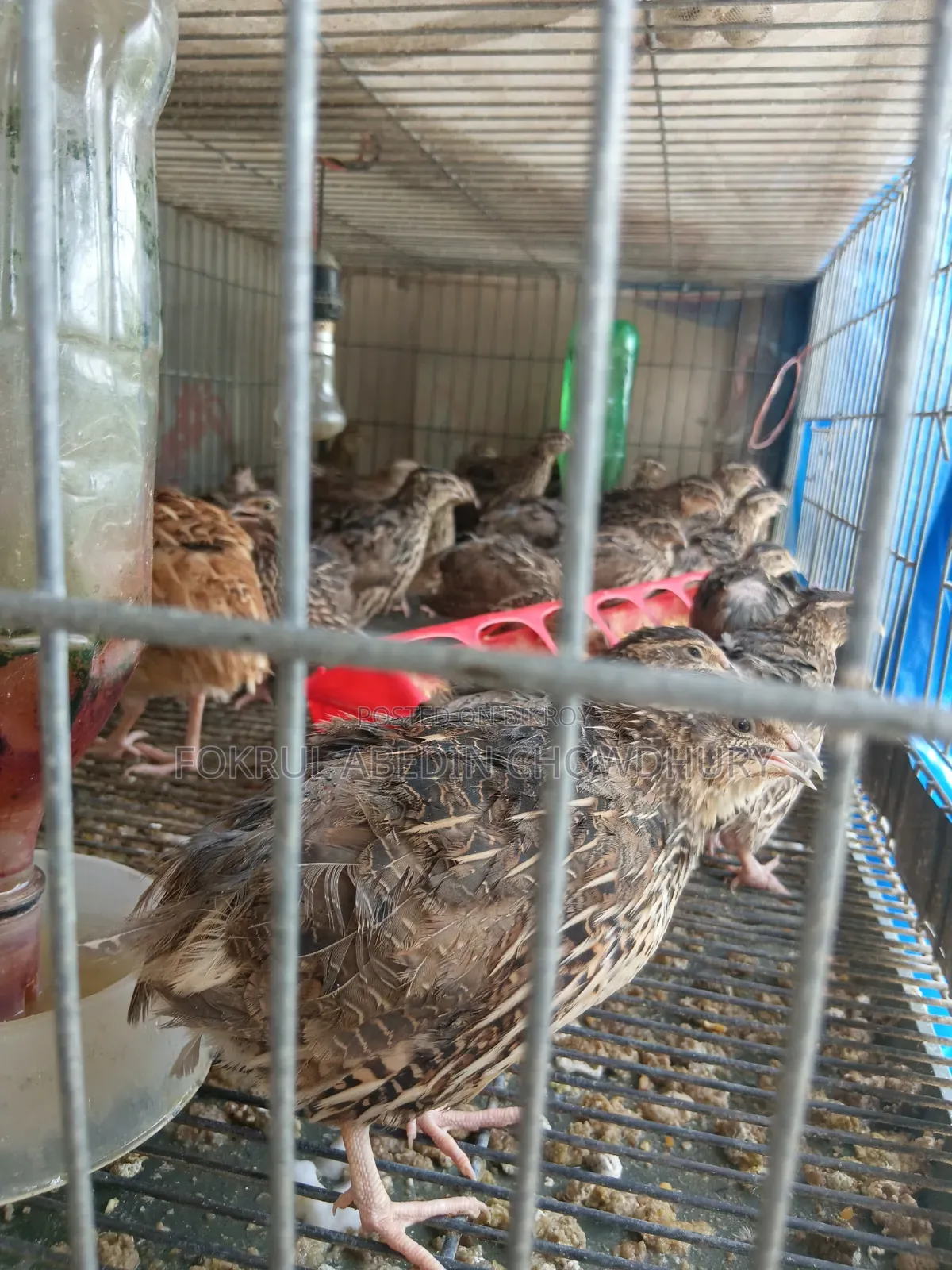 এডাল্ট কোয়েল পাখি
