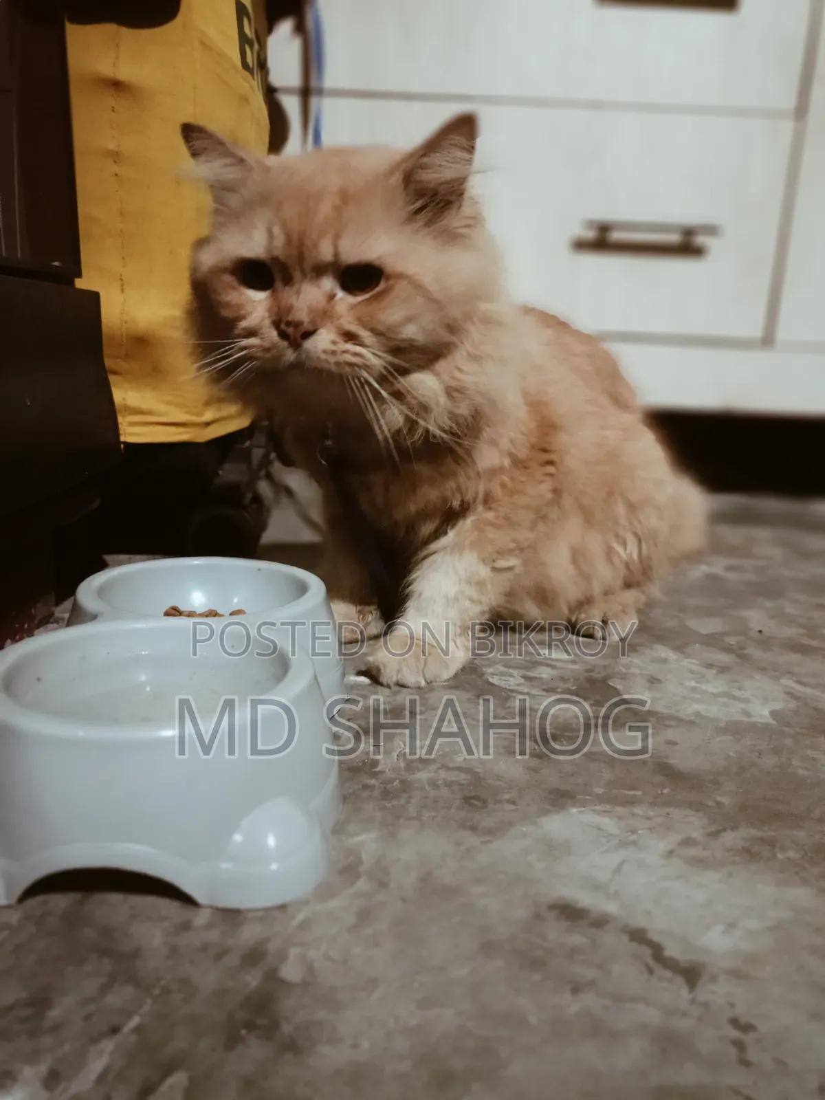 6-12 months Male Purebred Persian