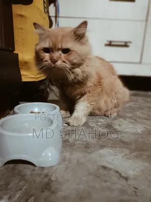 6-12 months Male Purebred Persian