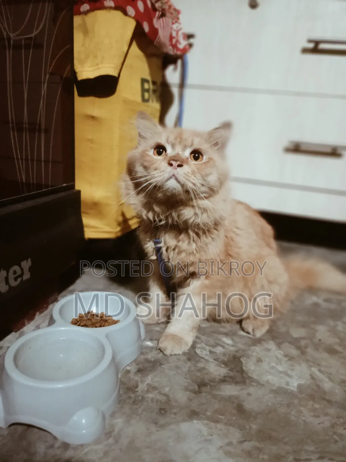 6-12 months Male Purebred Persian