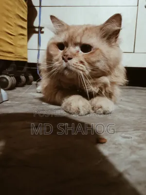 6-12 months Male Purebred Persian