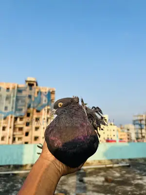 Black Lokkha Kobutor