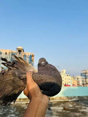 Black Lokkha Kobutor