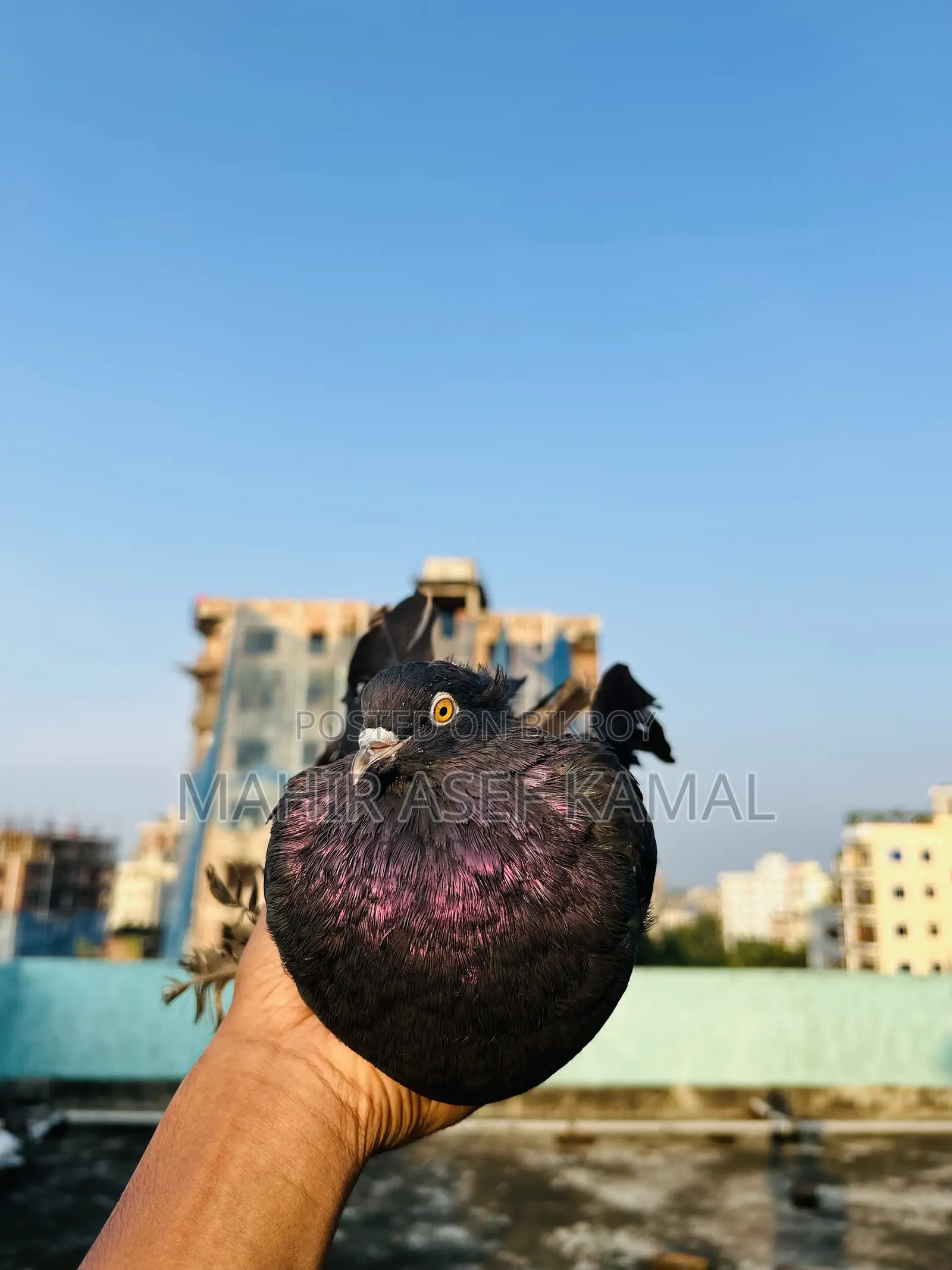 Black Lokkha Kobutor