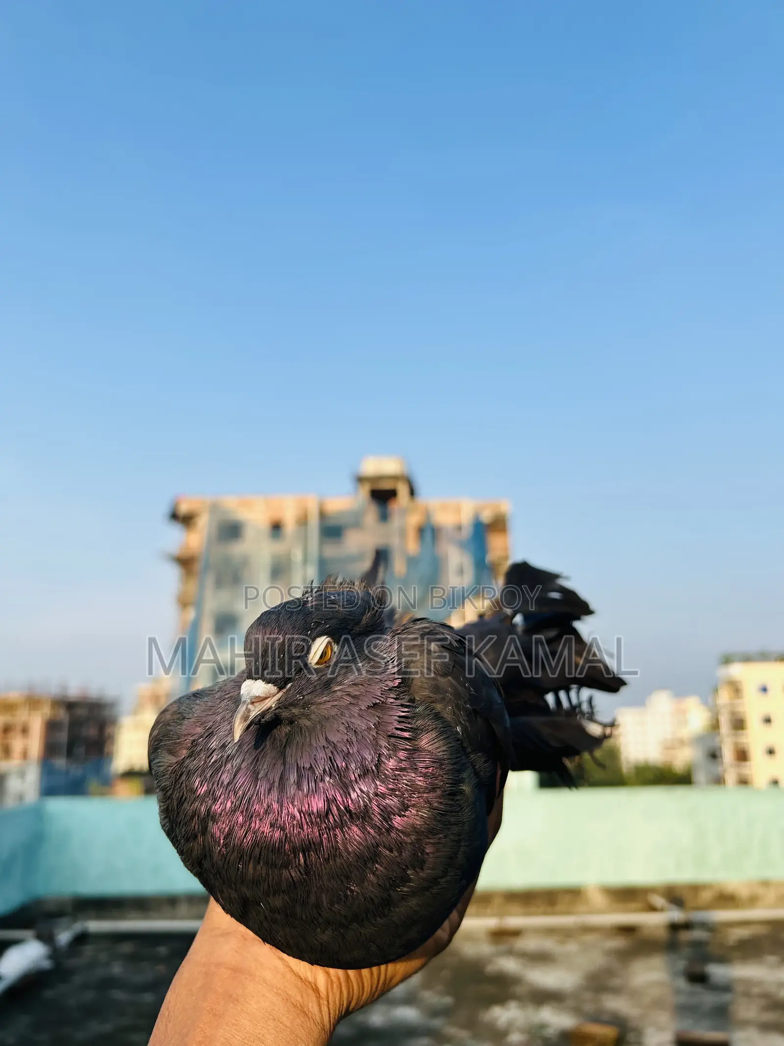 Black Lokkha Kobutor