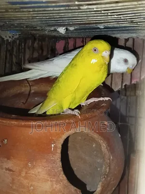 পাখিগুলো বিক্রি হবে