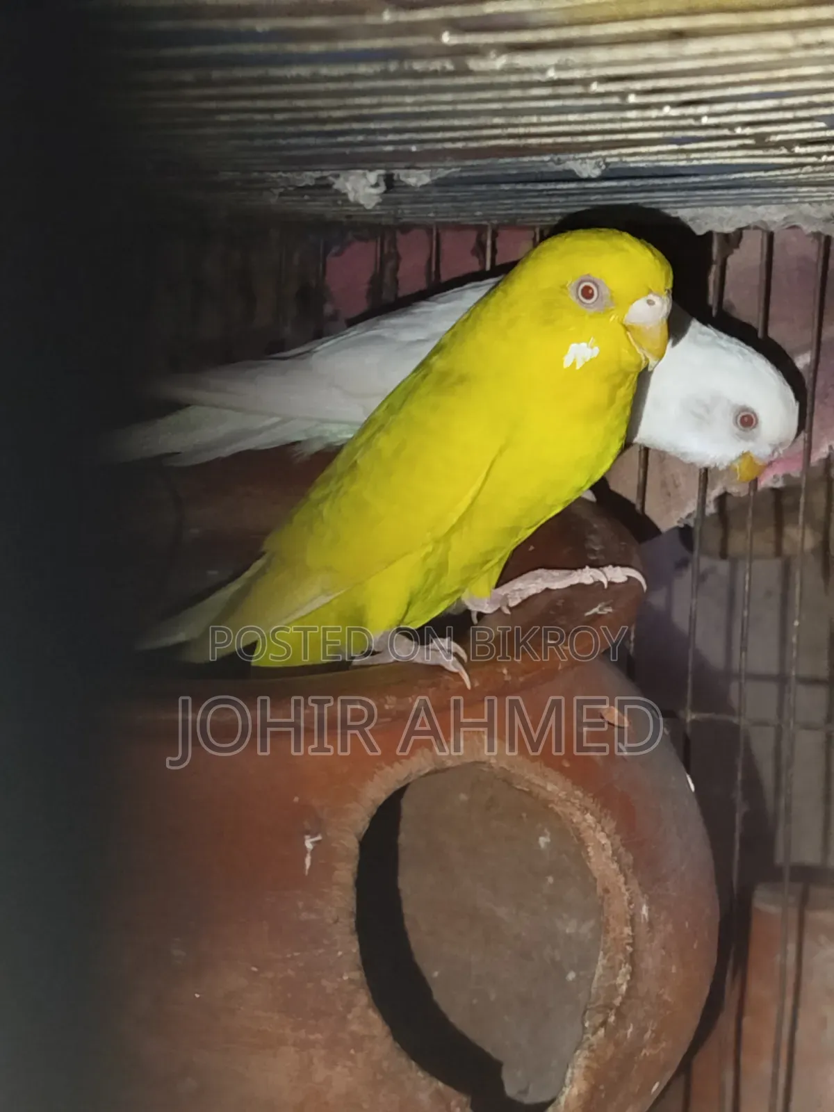 পাখিগুলো বিক্রি হবে