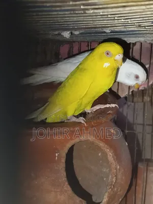 পাখিগুলো বিক্রি হবে