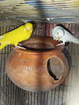 পাখিগুলো বিক্রি হবে