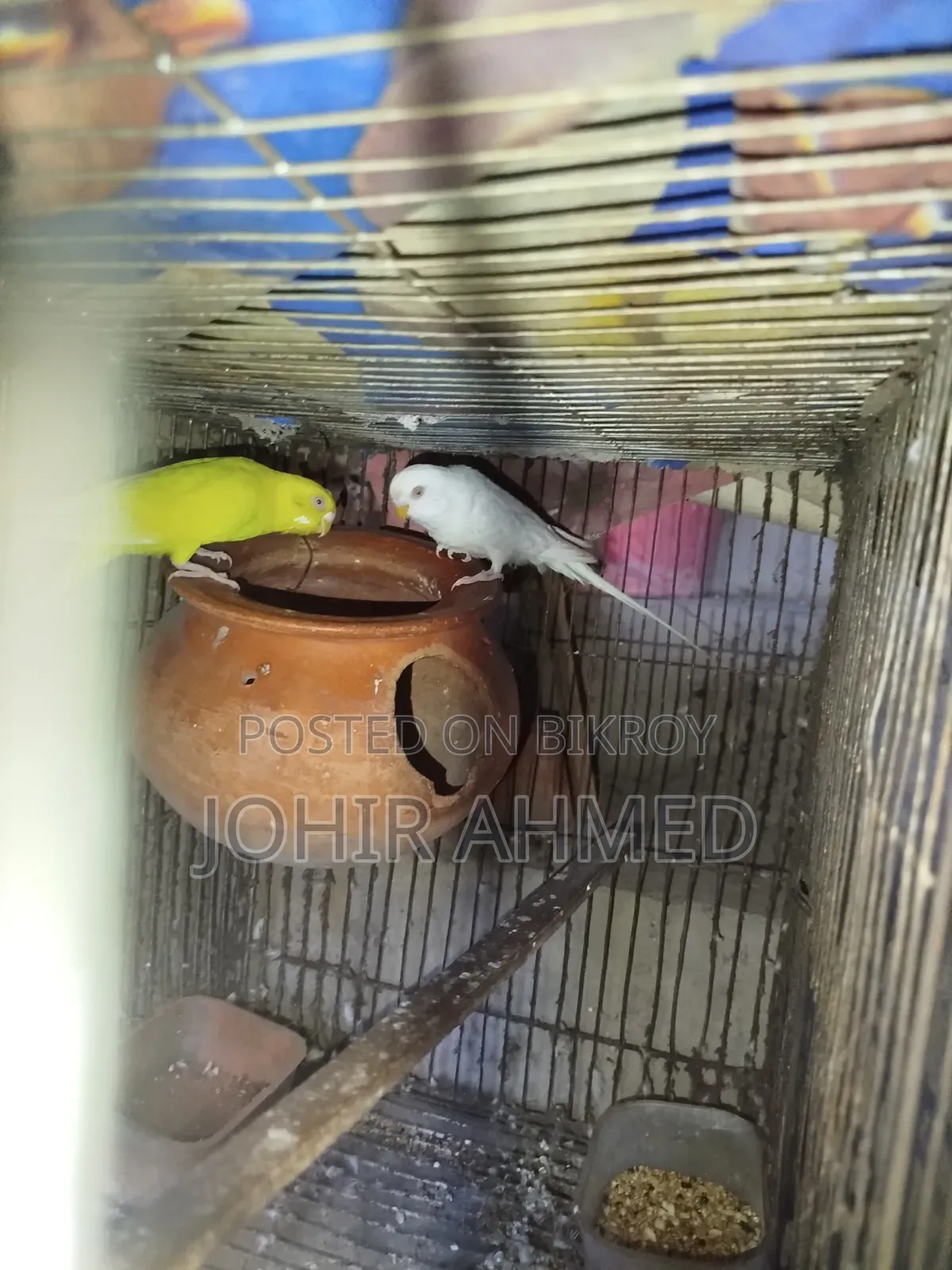 পাখিগুলো বিক্রি হবে
