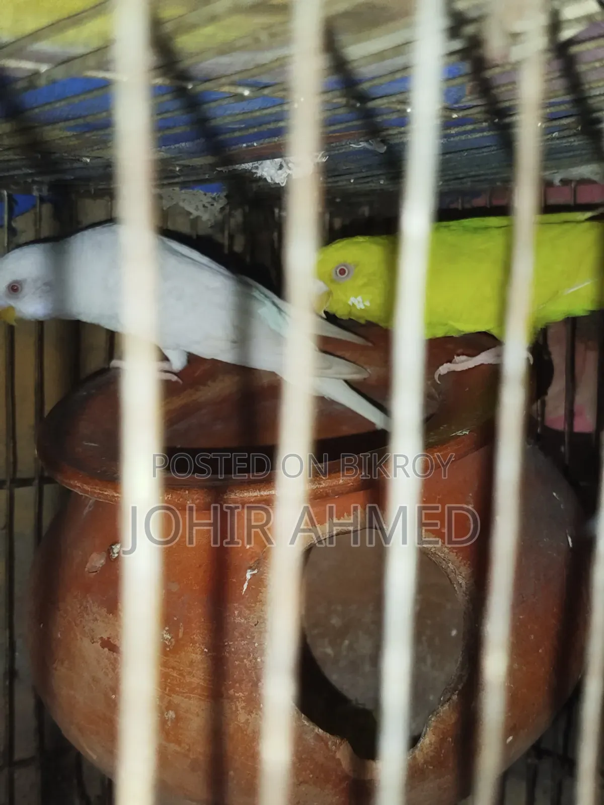 পাখিগুলো বিক্রি হবে