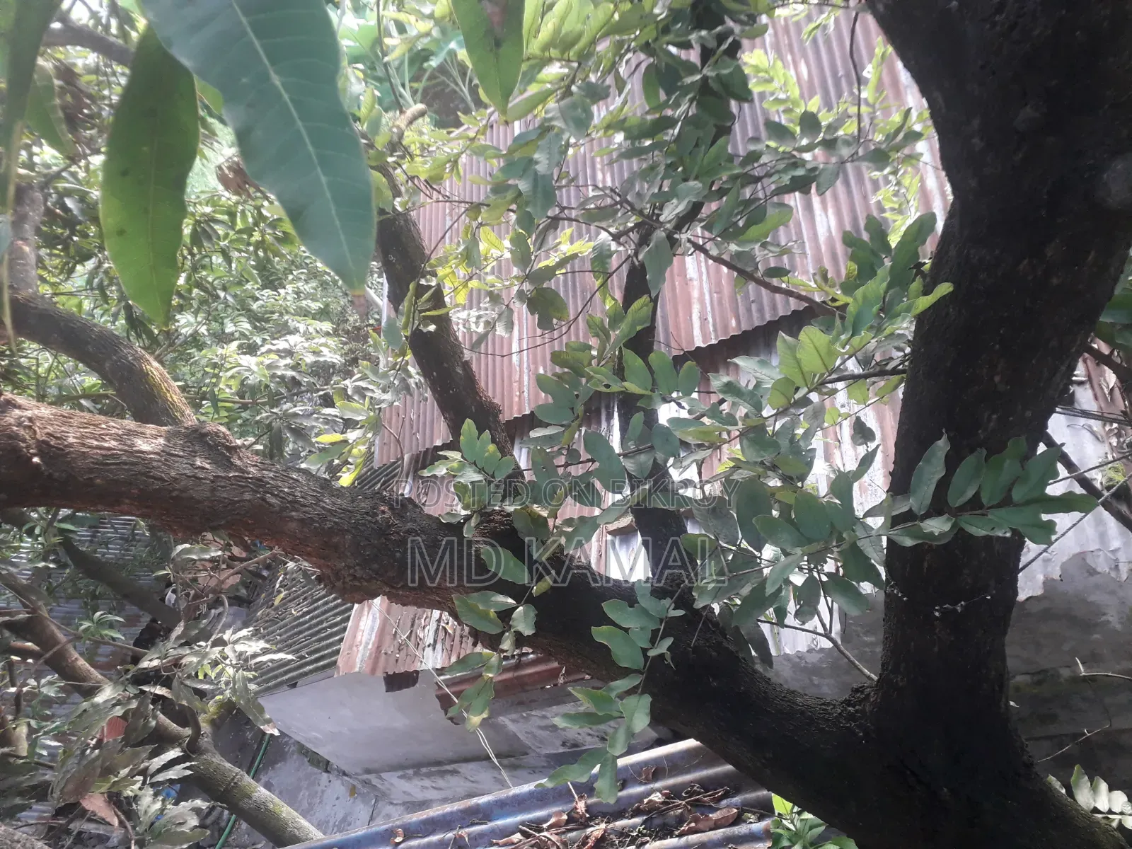 দুই শতক ০৪ পয়েন্ট জমি