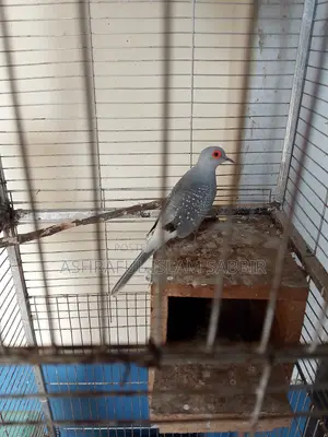 Diamond Dove