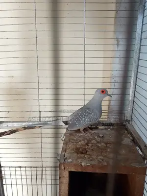 Diamond Dove