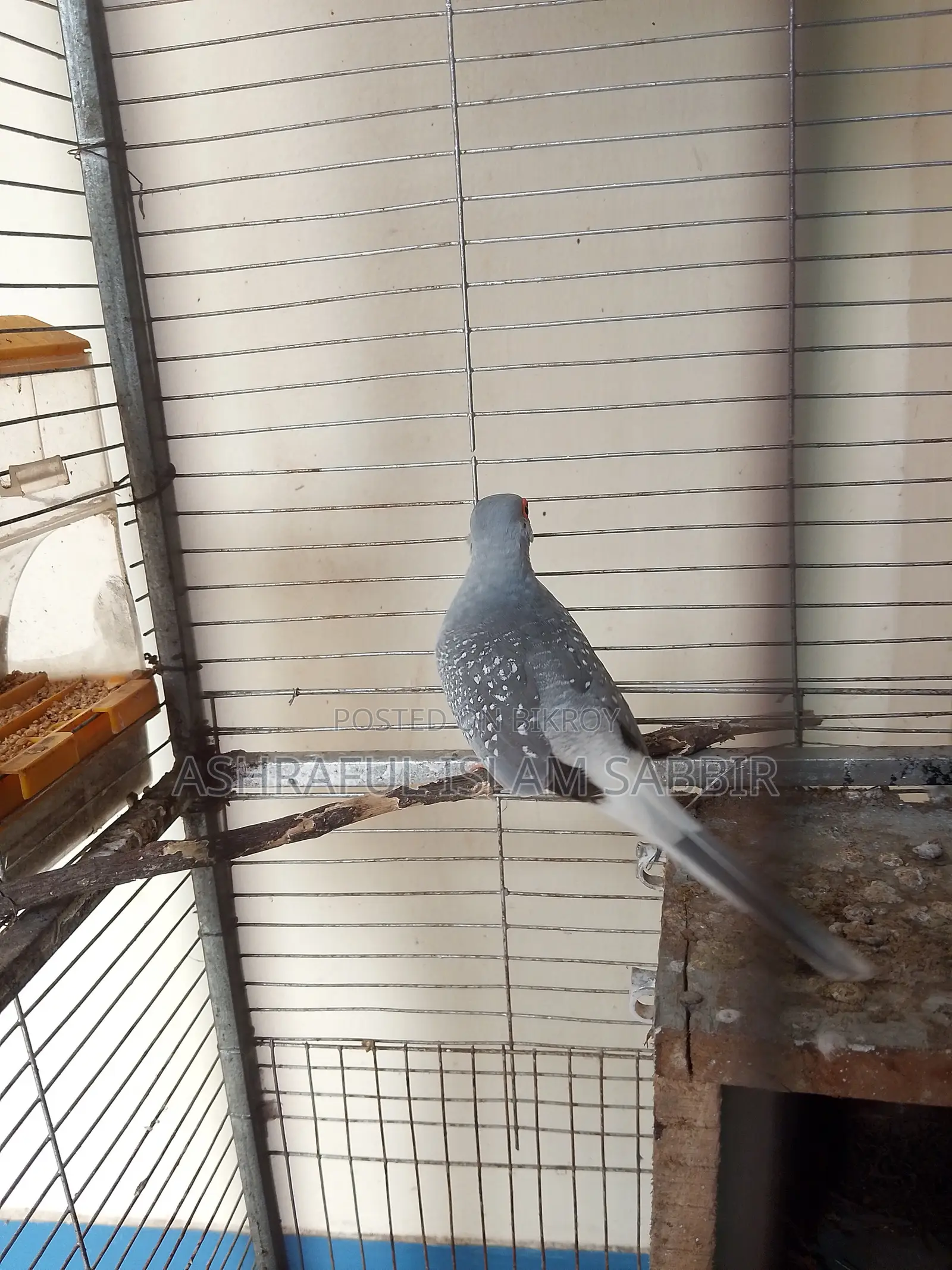Diamond Dove