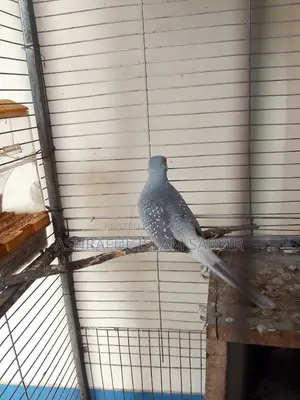 Diamond Dove