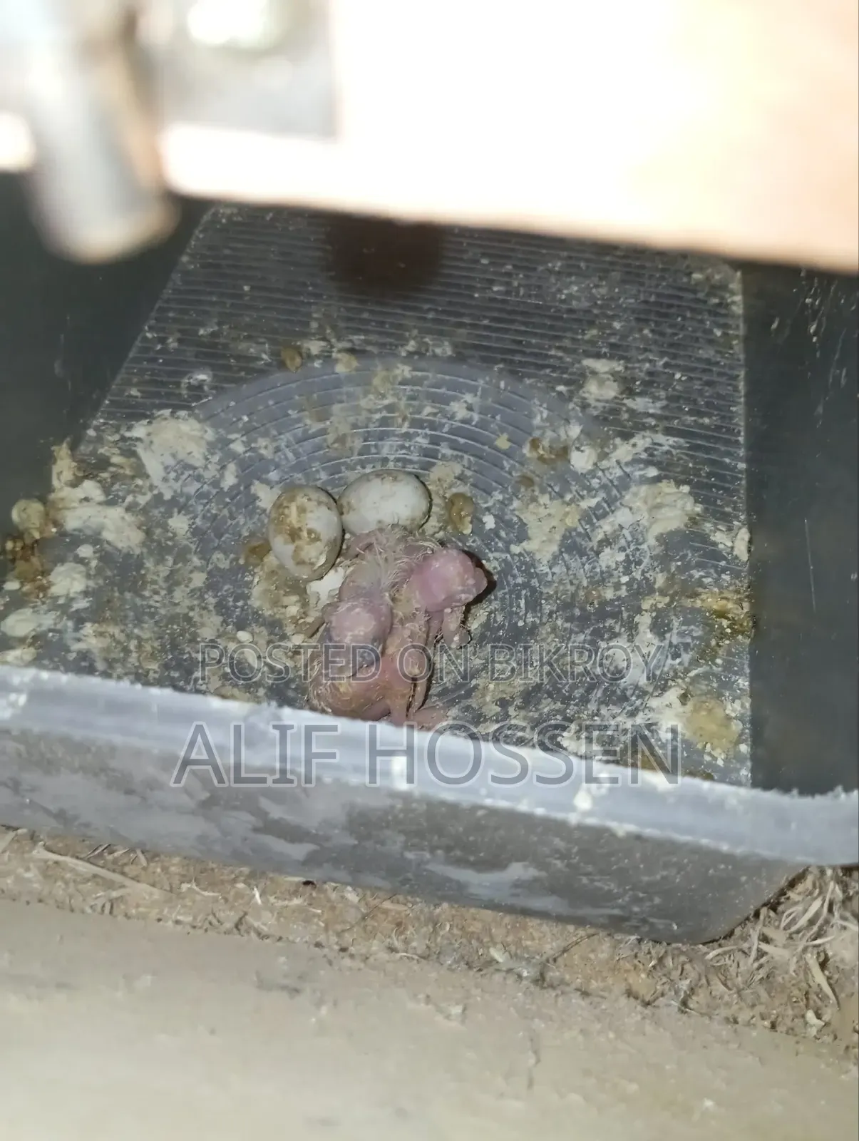 ককাটেলের  এক জোড়া বাচ্চা সহ ফুল সেট আপ বিক্রি হবে।