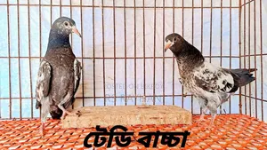 কবুতর বিক্রি করা হবে।