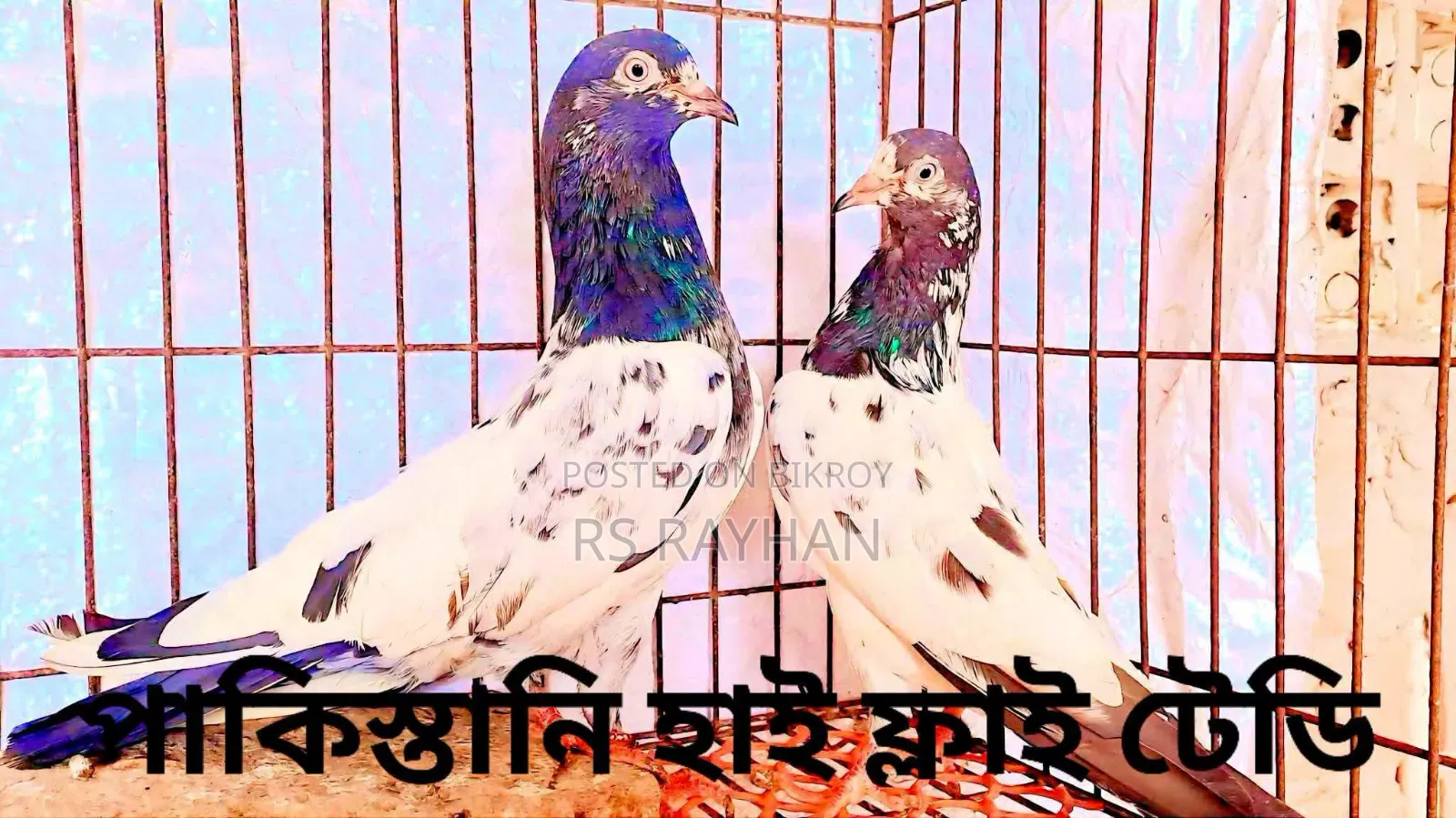 কবুতর বিক্রি করা হবে।