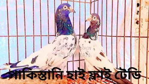 কবুতর বিক্রি করা হবে।