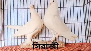 কবুতর বিক্রি করা হবে।