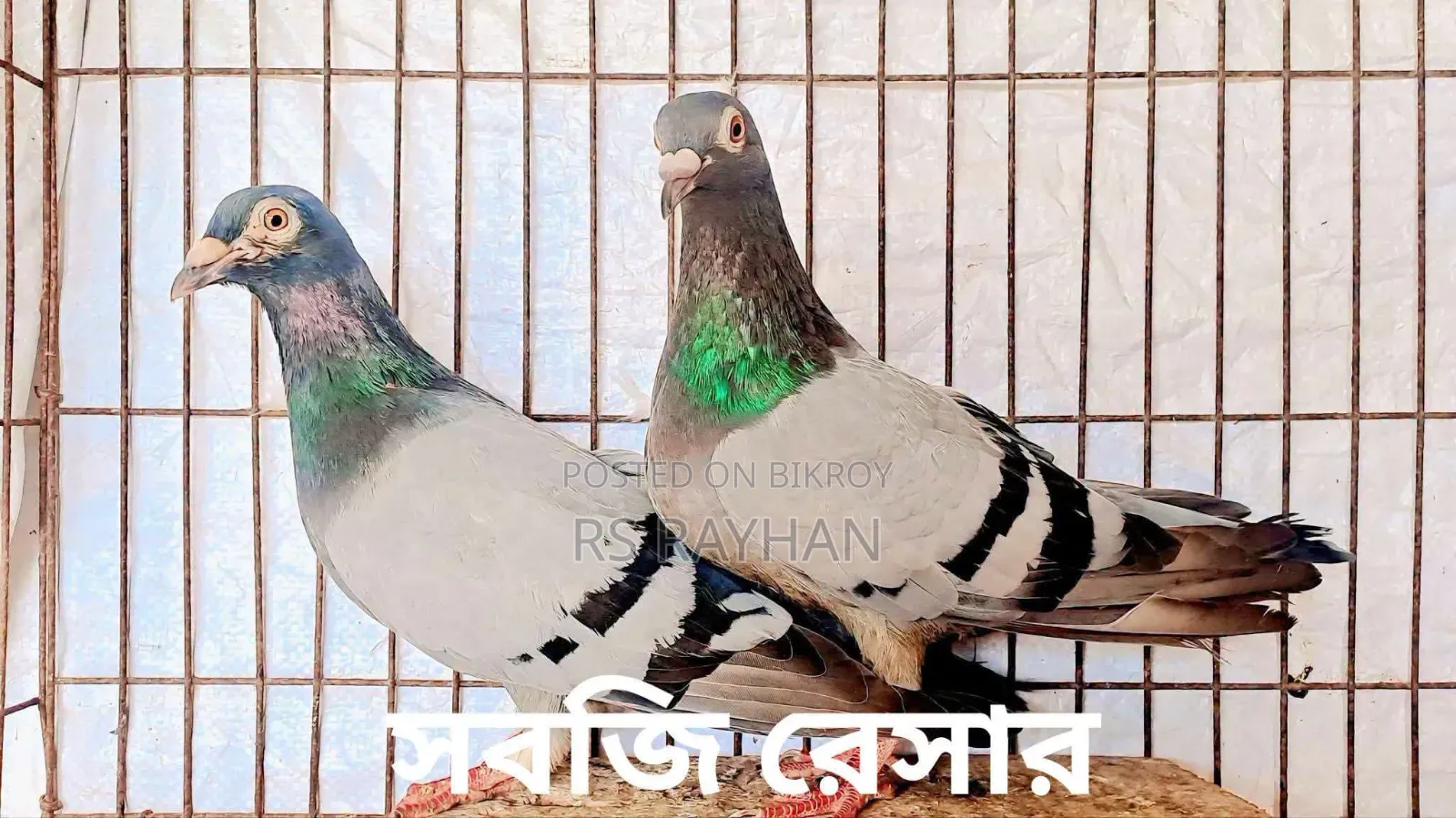 কবুতর বিক্রি করা হবে।