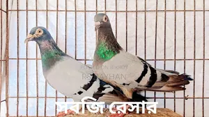 কবুতর বিক্রি করা হবে।