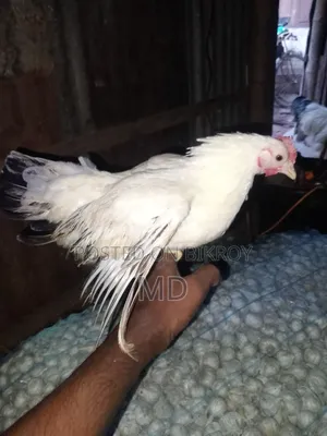 জাপানিজ বেন্থাম