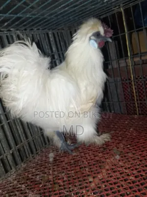 জাপানিজ বেন্থাম