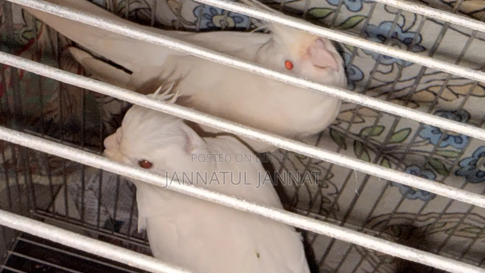 কোকাটেল এলভিনো পাখি