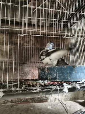 Giribaj Kobutor