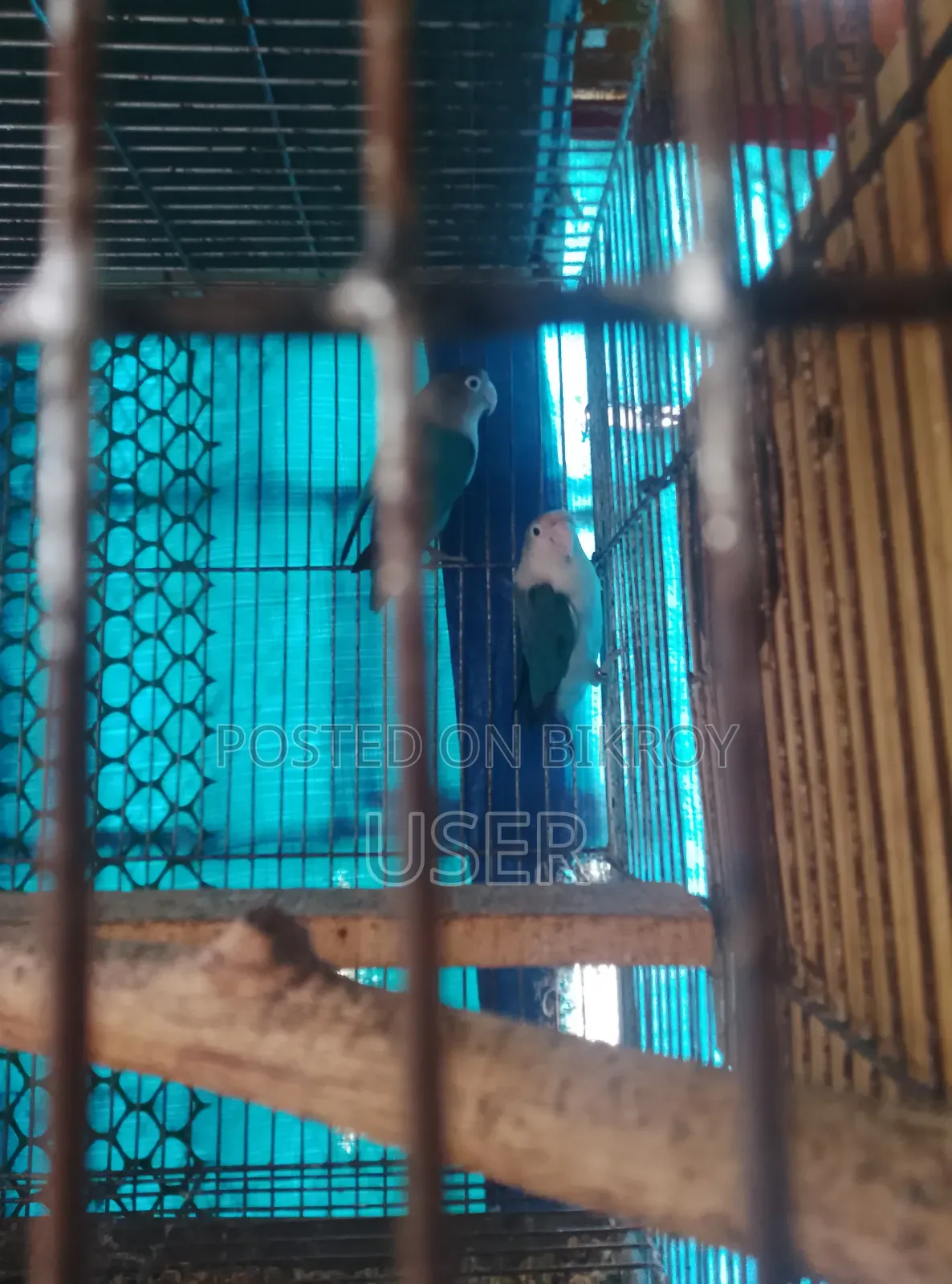 Blue Fisecher Opaline Love Bird