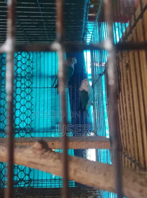 Blue Fisecher Opaline Love Bird