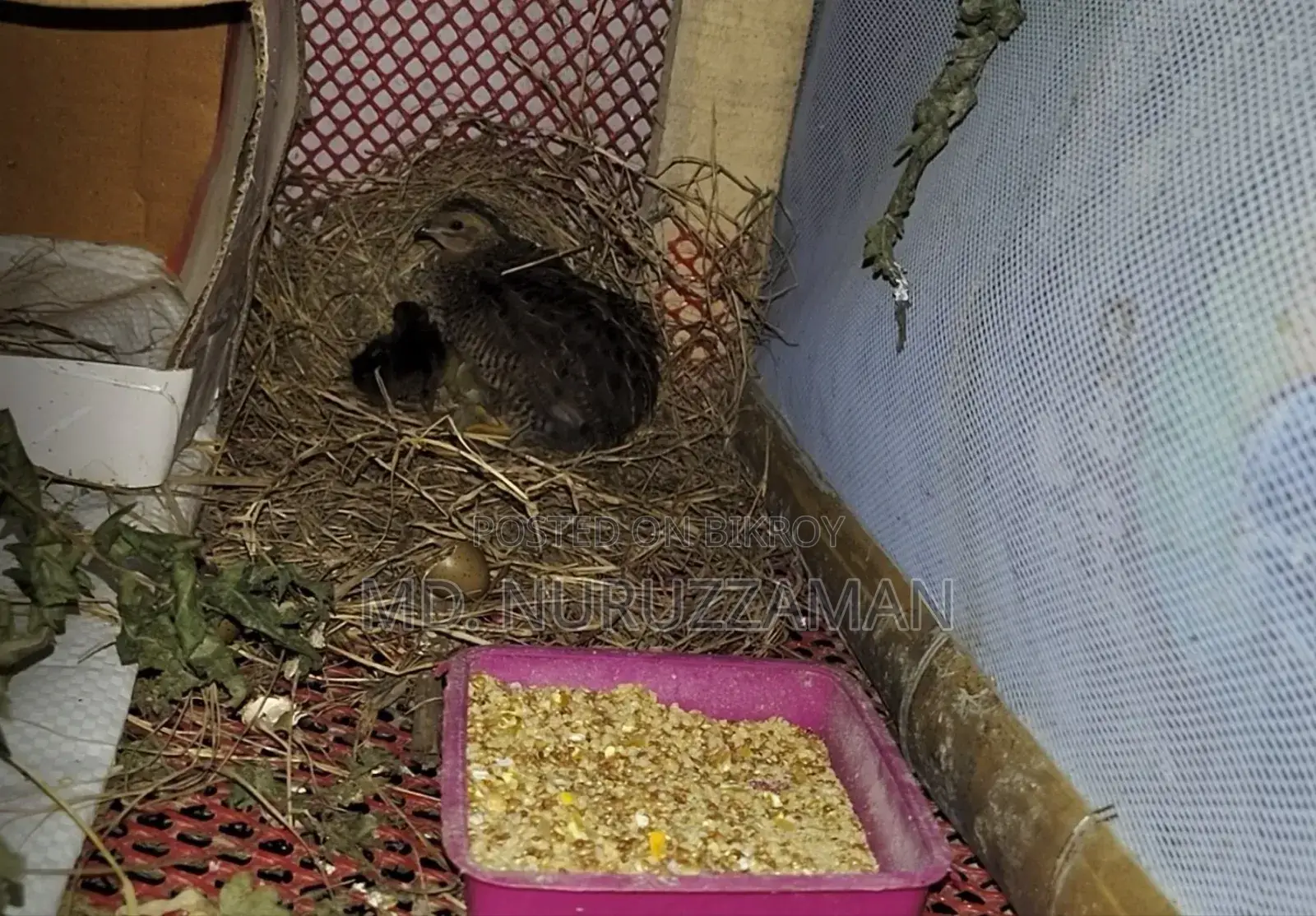 সেল্ফ হ্যাচিং কিং কোয়েল বিক্রি