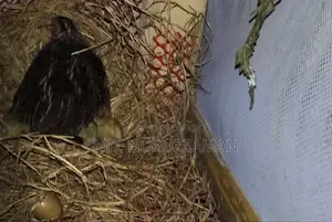 সেল্ফ হ্যাচিং কিং কোয়েল বিক্রি